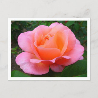 Postal Rosa rosa (bordeada)