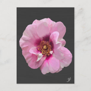 Postal Rosa rosa con Corazón Púrpura - pintura al óleo