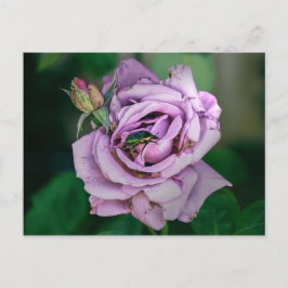 Postal Rosa rosa con una Beatle Verde