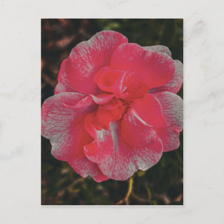 Postal Rosa rosa con venas de pétalos de mármol blanco