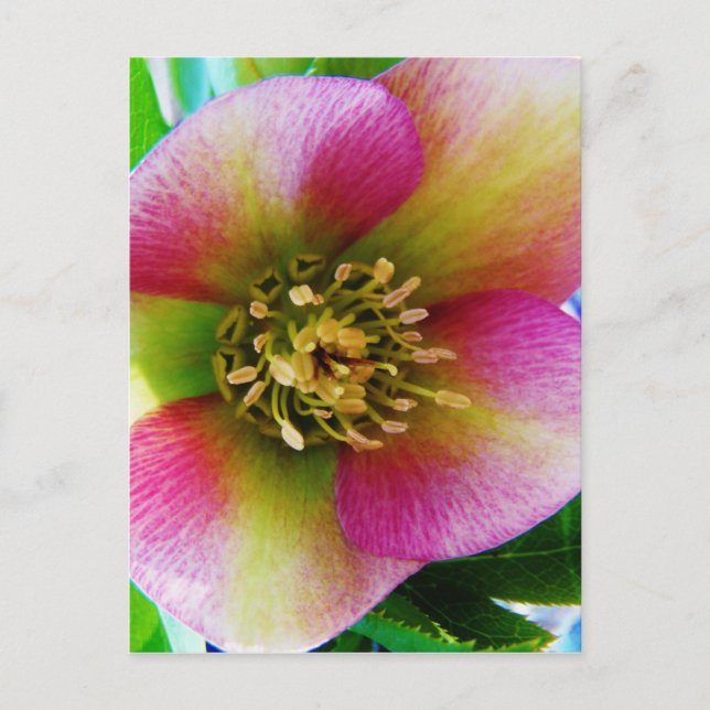 Postal Rosa rosa de Cuaresma, (Anverso)