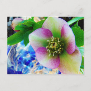 Postal Rosa rosa de Cuaresma bola de vidrio azul