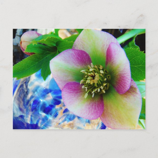Postal Rosa rosa de Cuaresma bola de vidrio azul (Anverso)