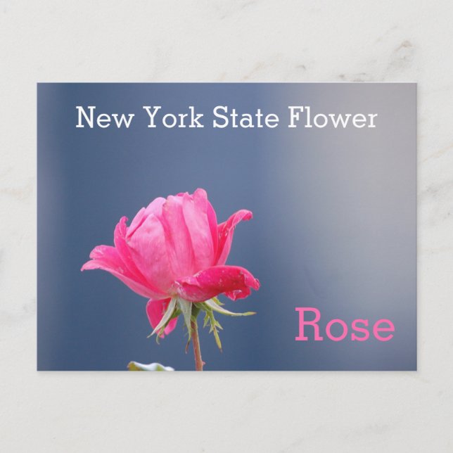 Postal Rosa rosa de la flor del estado de Nueva York (Anverso)