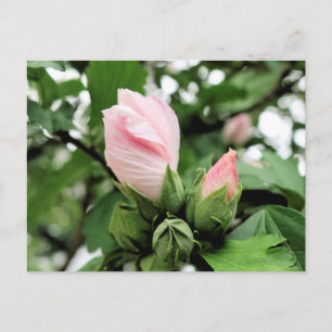 Postal Rosa rosa de Sharon bud en primavera