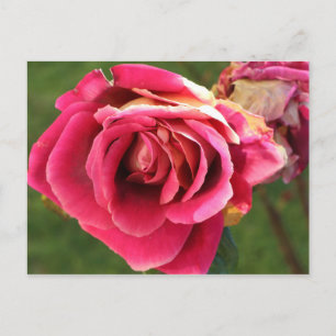 Postal Rosa rosa en el jardín