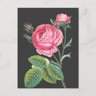 Postal Rosa rosa floral moderno