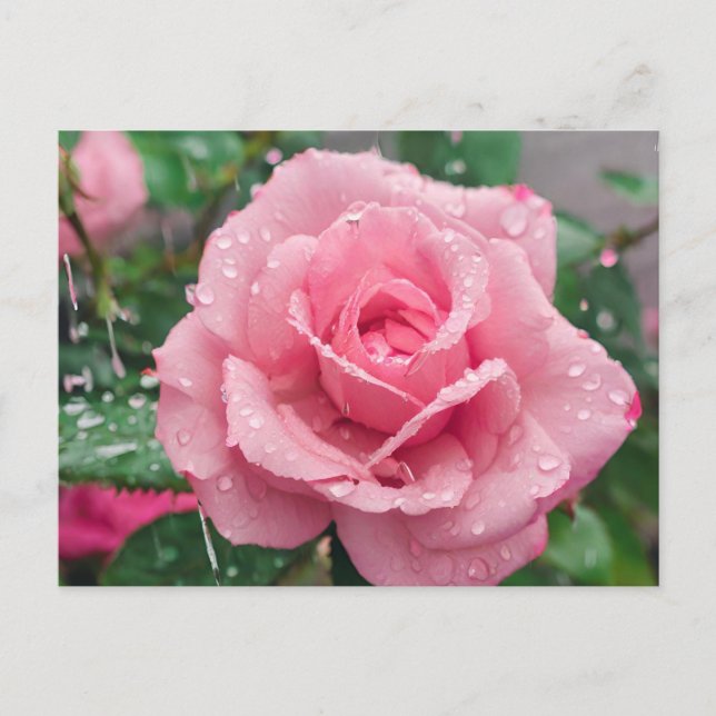 Postal Rosa rosa floreciendo con gotas de lluvia (Anverso)