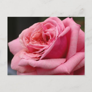 Postal Rosa Rosa I Fotografía Floral Bonita