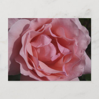 Postal Rosa rosa II Bonito floral