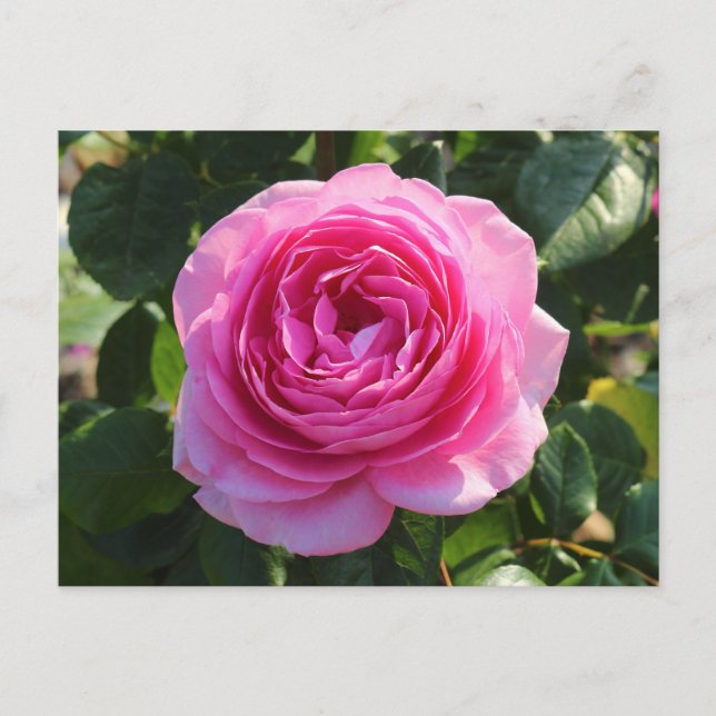 Postal Rosa rosa "Mamá en un millón", Roath Park, Cardiff (Anverso)