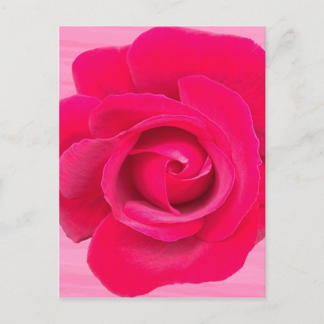 Postal Rosa Rosa Roja Romántica (Anverso)