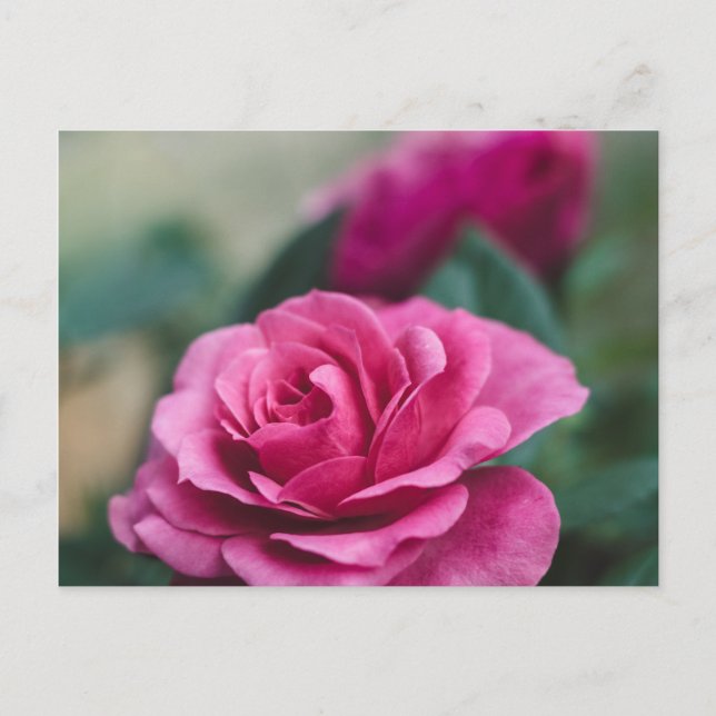 Postal Rosa Rosa Romántica (Anverso)