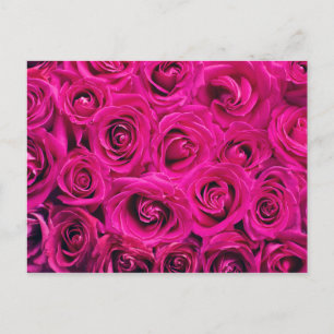 Postal Rosa rosa romántico