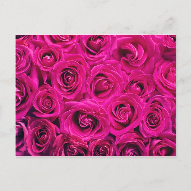 Postal Rosa rosa romántico (Anverso)
