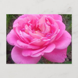 Postal Rosa rosa romántico "Leonardo Da Vinci"