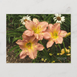 Postal Rosa rosa rosa con garganta amarilla flores diurna