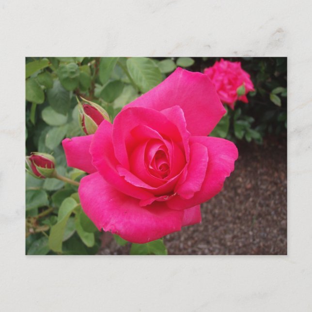 Postal Rosa rosa rosa profundo (Anverso)