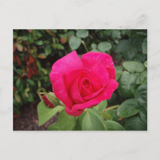 Postal Rosa rosa rosa profundo 2