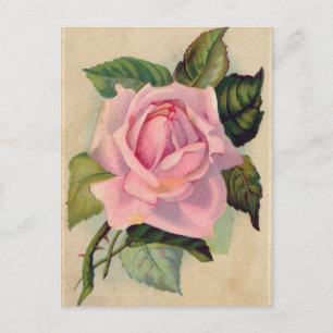 Postal rosa rosa rosa vintage