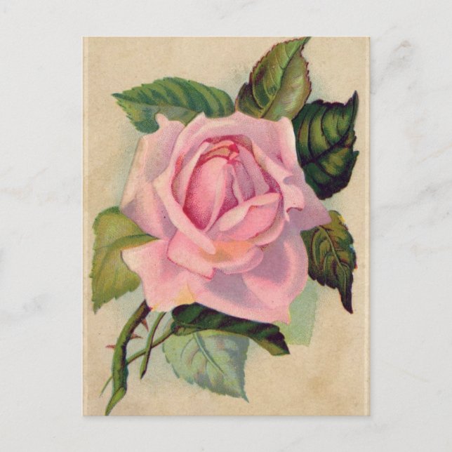 Postal rosa rosa rosa vintage (Anverso)