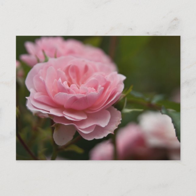 Postal rosa rosa rosada (Anverso)
