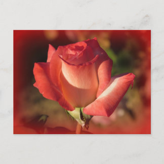 Postal rosa rosa rosada
