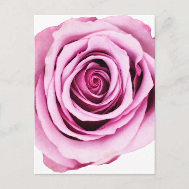 Postal rosa rosa rosada (Anverso)