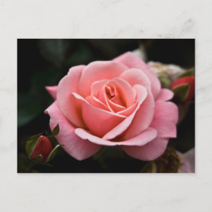 Postal rosa rosa rosada
