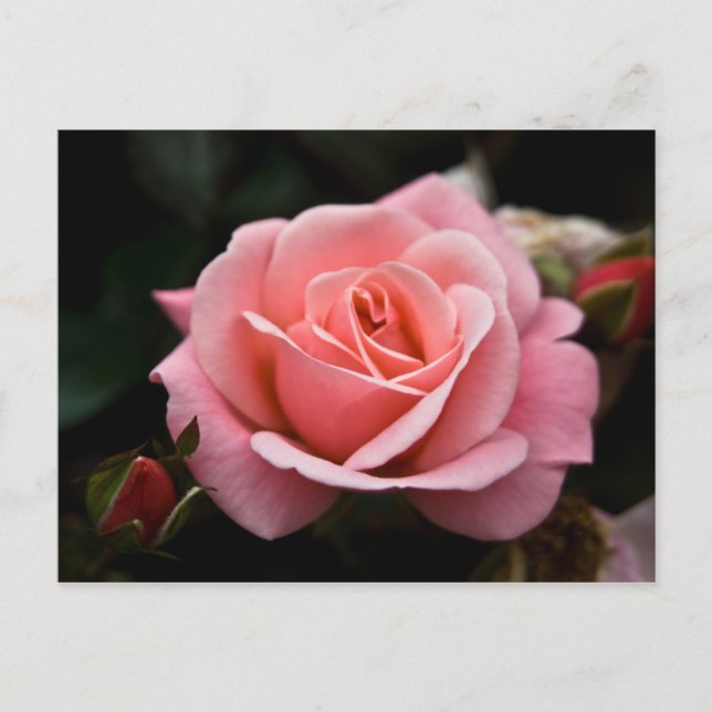 Postal rosa rosa rosada (Anverso)