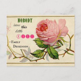 Postal rosa rosa rosada de Shabby