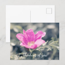 Postal Rosa Rosa Rugosa Pensando En Ti
