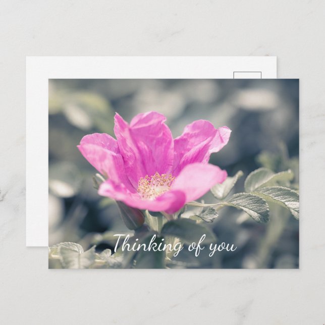 Postal Rosa Rosa Rugosa Pensando En Ti (Anverso / Reverso)