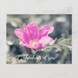 Postal Rosa Rosa Rugosa Pensando En Ti