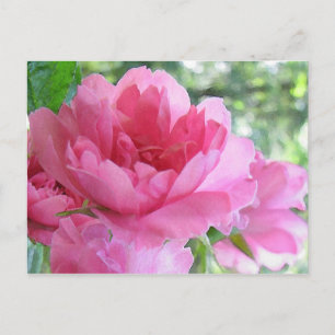 Postal Rosa rosa suave