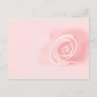 Postal Rosa rosa suave