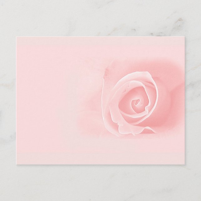 Postal Rosa rosa suave (Anverso)
