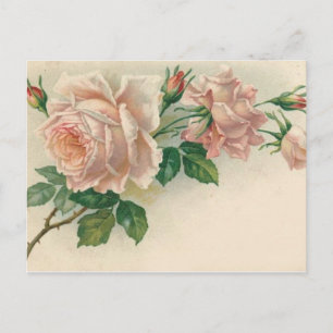 Postal Rosa rosa vintage