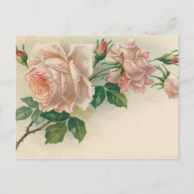 Postal Rosa rosa vintage (Anverso)