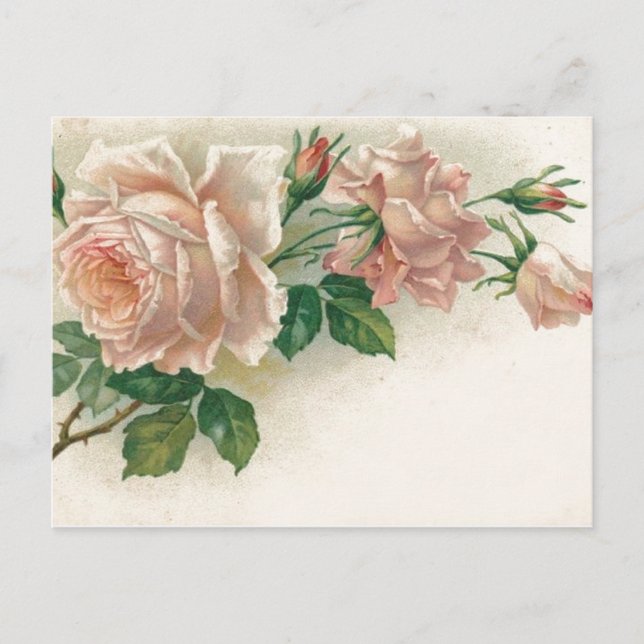 Postal Rosa rosa vintage (Anverso)