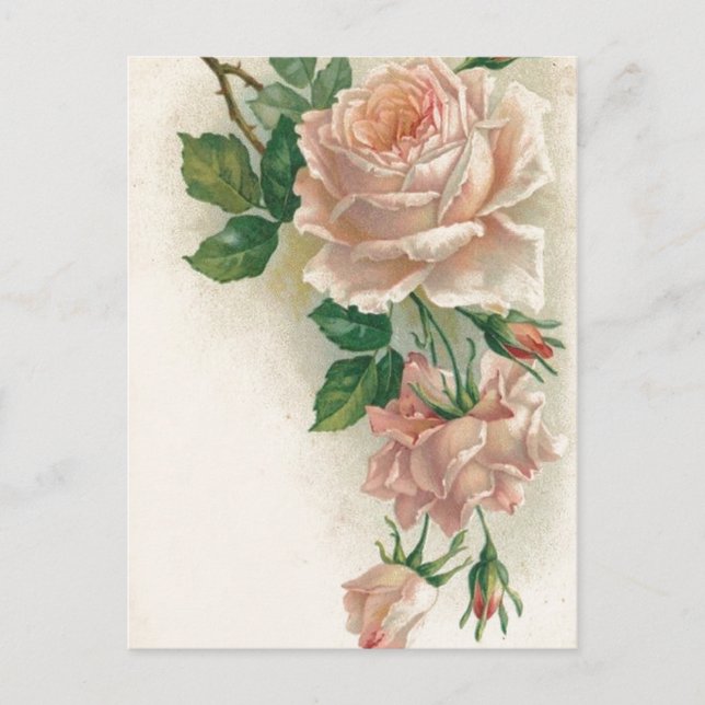 Postal Rosa rosa vintage (Anverso)