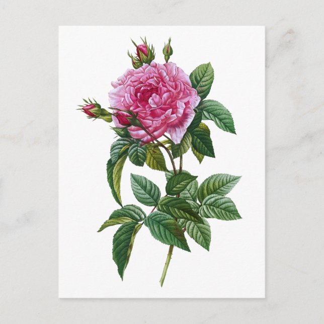 Postal Rosa rosa vintage (Anverso)
