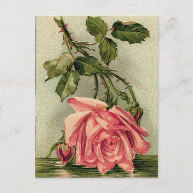 Postal Rosa rosa vintage (Anverso)