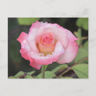 Postal Rosa rosa y rosa blanco después de la lluvia