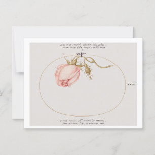 Postal Rosa rosa y rosa en capullo (1575-1580) 