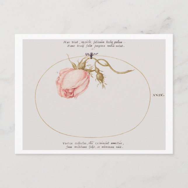 Postal Rosa rosa y rosa en capullo (1575-1580)  (Anverso)