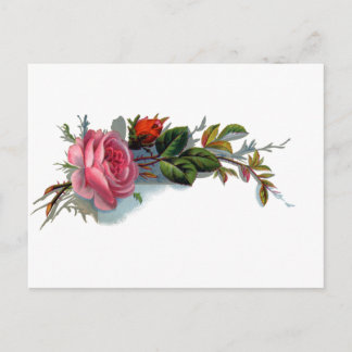 Postal Rosa rosa y victoriano de Bud