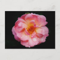 Rosa rosada con Dew Drogas fondo negro