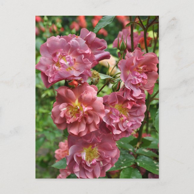 Postal Rosa rosado (Anverso)