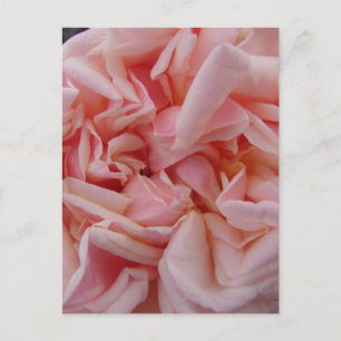 Postal Rosa Rosado de col Flores Vintage Mamáes de tarjet